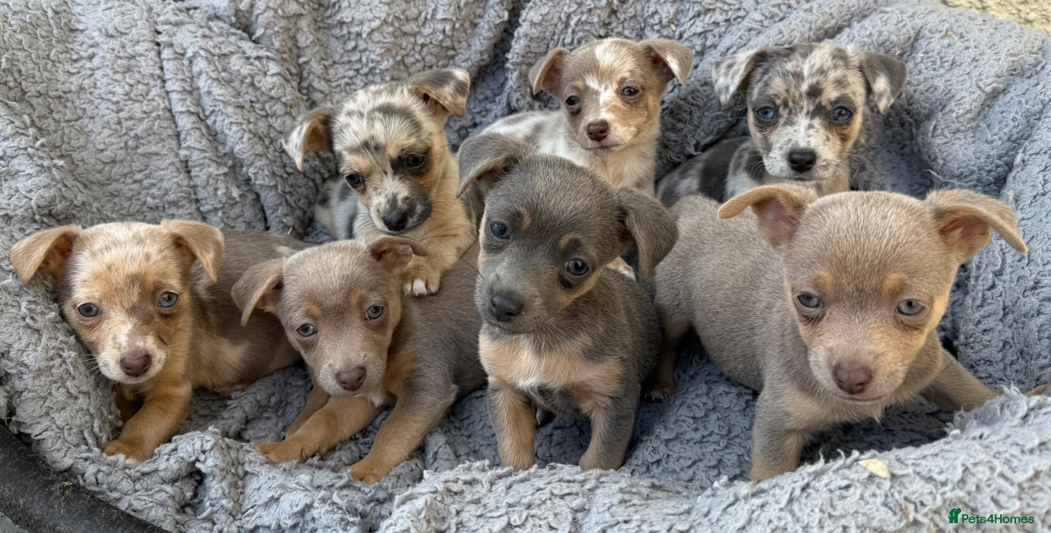 Jack Russell dogs Merle, blue and lilac Jack Russell pups  - Advert 1