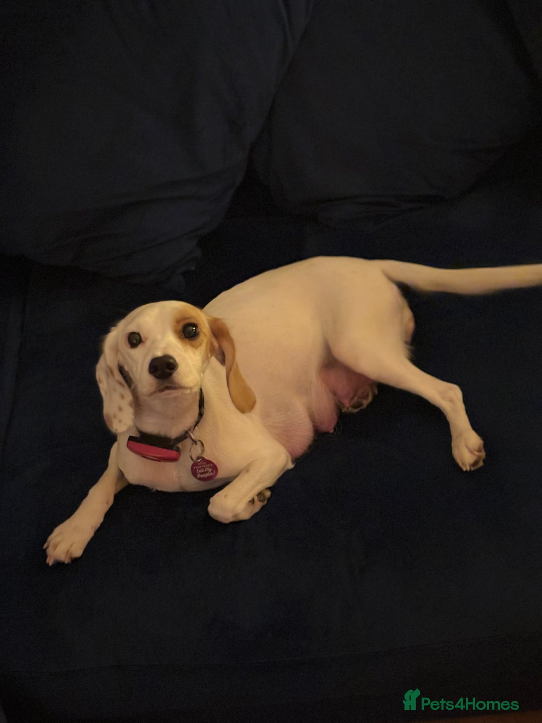 Mixed Breed dogs for sale: Cocker-Jack xCavalier King Charles Spaniel Puppies - Advert 4