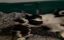 Domestic Shorthair cats for sale: 2 beautiful short hair boys  - Image 9