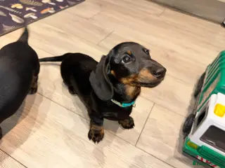 Miniature Dachshund dogs Reduced💜KC pedigree Mini Dachshund puppies - Advert 6