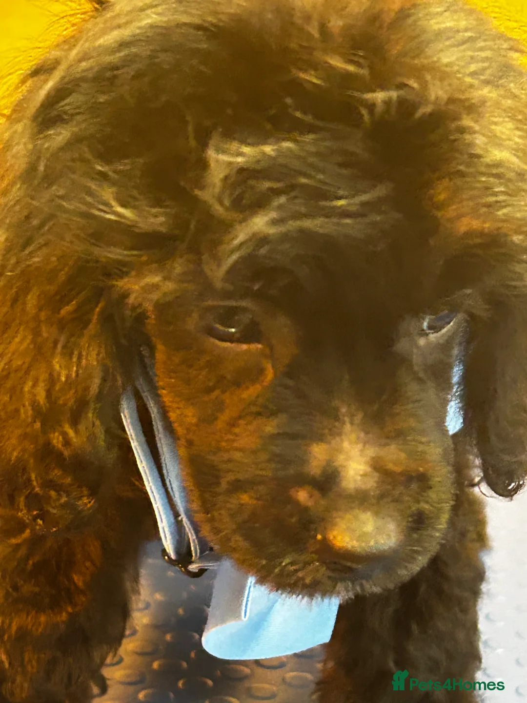 Cockapoo dogs for sale:  Northampton Cockapoos. Adorable F1 puppies - Advert 28