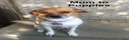 Mixed Breed dogs for sale: Mixed Breed Puppies  - Advert 14