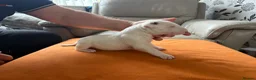 English Bull Terrier dogs for sale: beautiful KC registered bull terrier pups - Advert 11