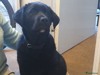 Mixed Breed dogs Akita and Golden retriever mix - Advert 3