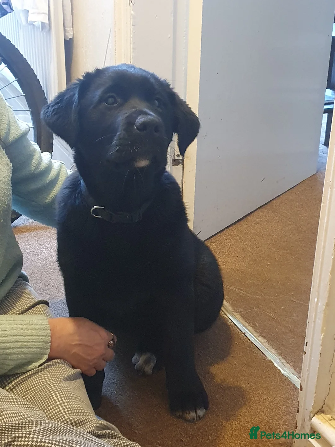 Mixed Breed dogs for sale: Akita and Golden retriever mix - Advert 5