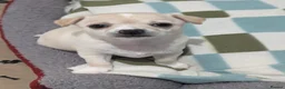 Chihuahua dogs for sale: Beautiful Chihuahua Puppies – 3 Girls & 1 Boy - Advert 28