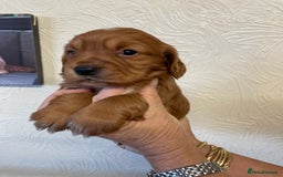 Cocker Spaniel dogs for sale: SHOW TYPE COCKER SPANIEL PUPS - Image 10