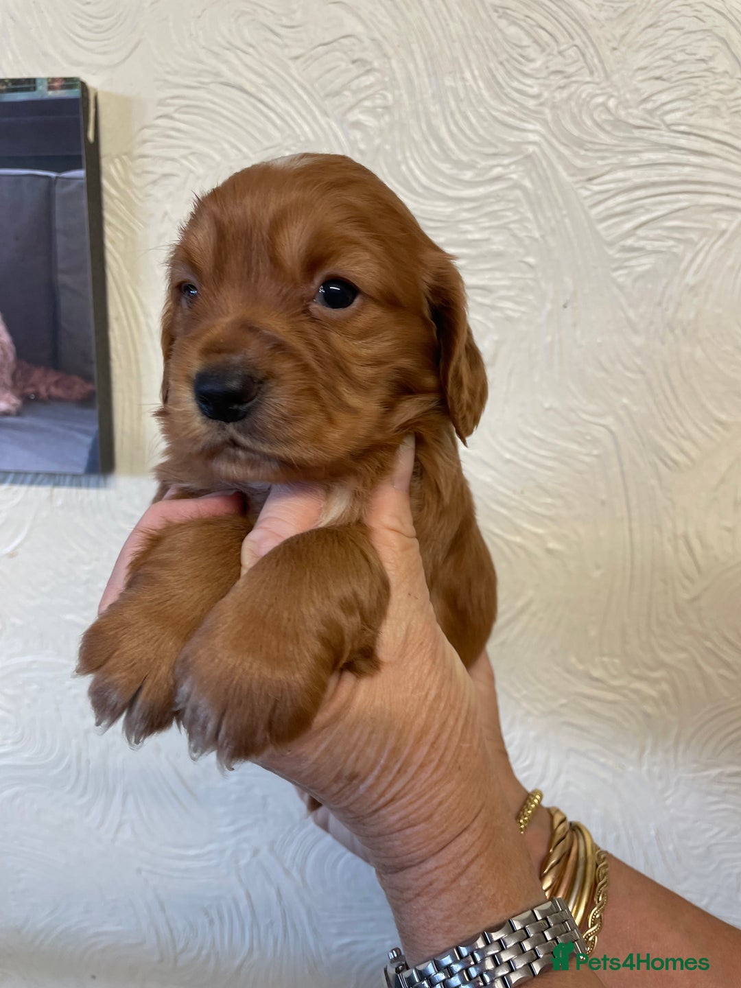 Cocker Spaniel dogs for sale: SHOW TYPE COCKER SPANIEL PUPS - Image 10