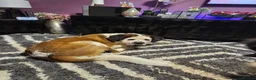 Saint Bernard dogs for sale: Poppy - Advert 4