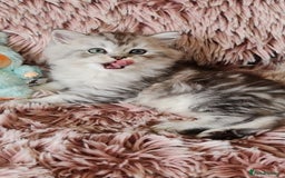 Persian cats for sale: Persian Kitten 1 - 2 girls 1 boy available  - Image 1