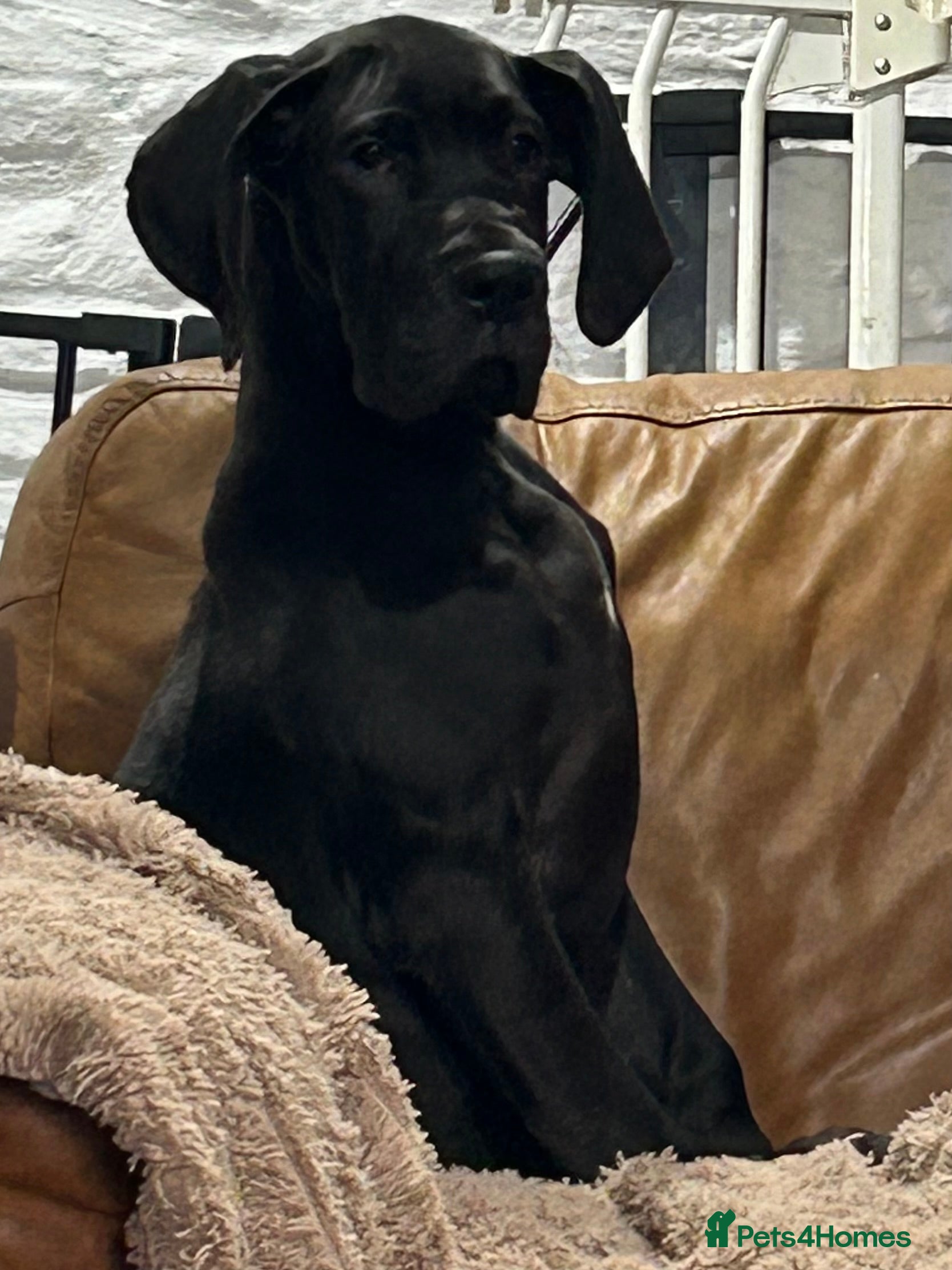 Great Dane dogs Stunning Great Dane Puppies, 4th generation  - Advert 1