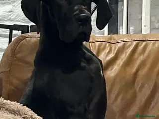 Great Dane dogs Stunning Great Dane Puppies, 4th generation - Advert 1