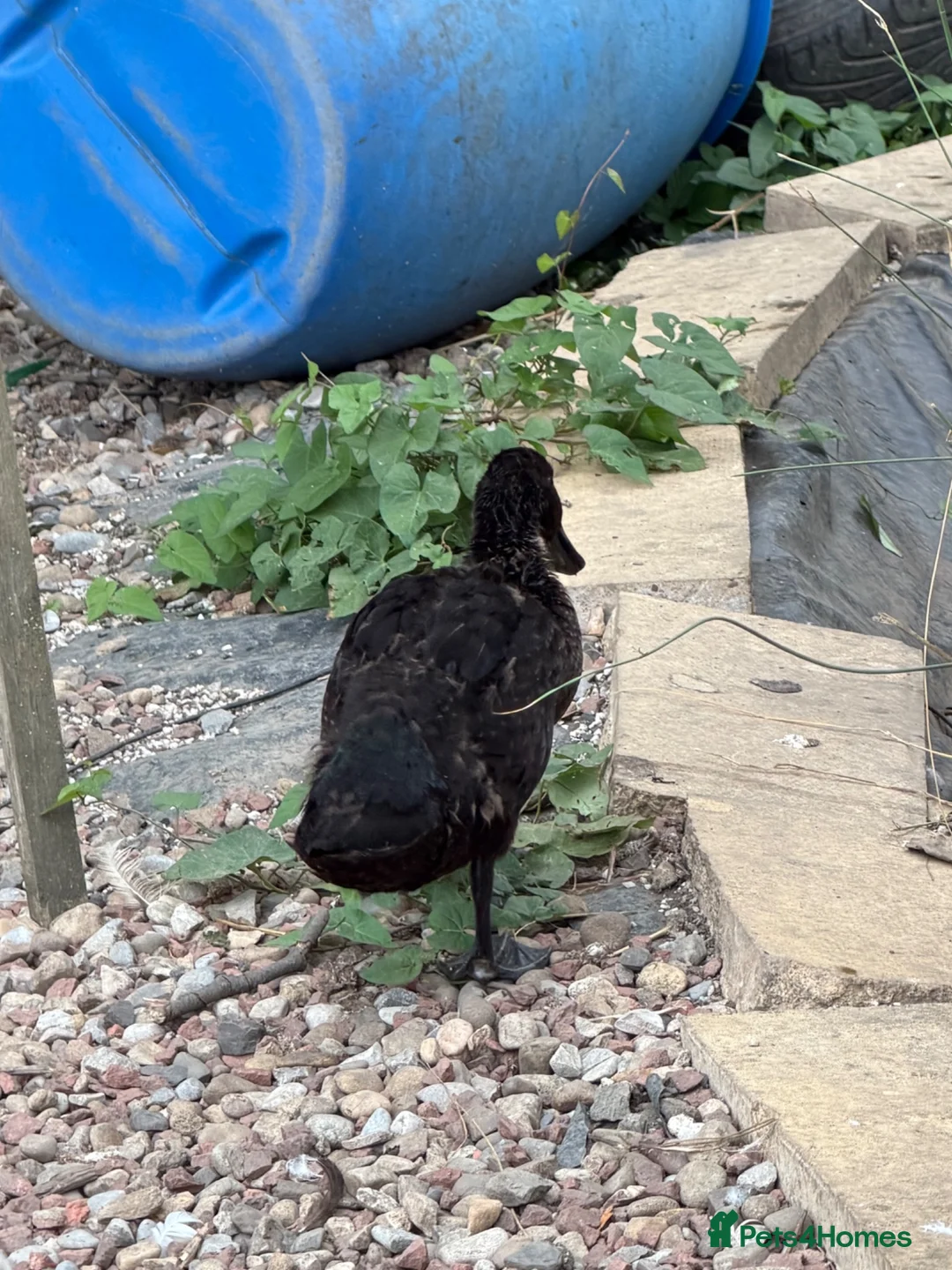 Ducks poultry for sale: Gorgeous male duck  - Advert 2