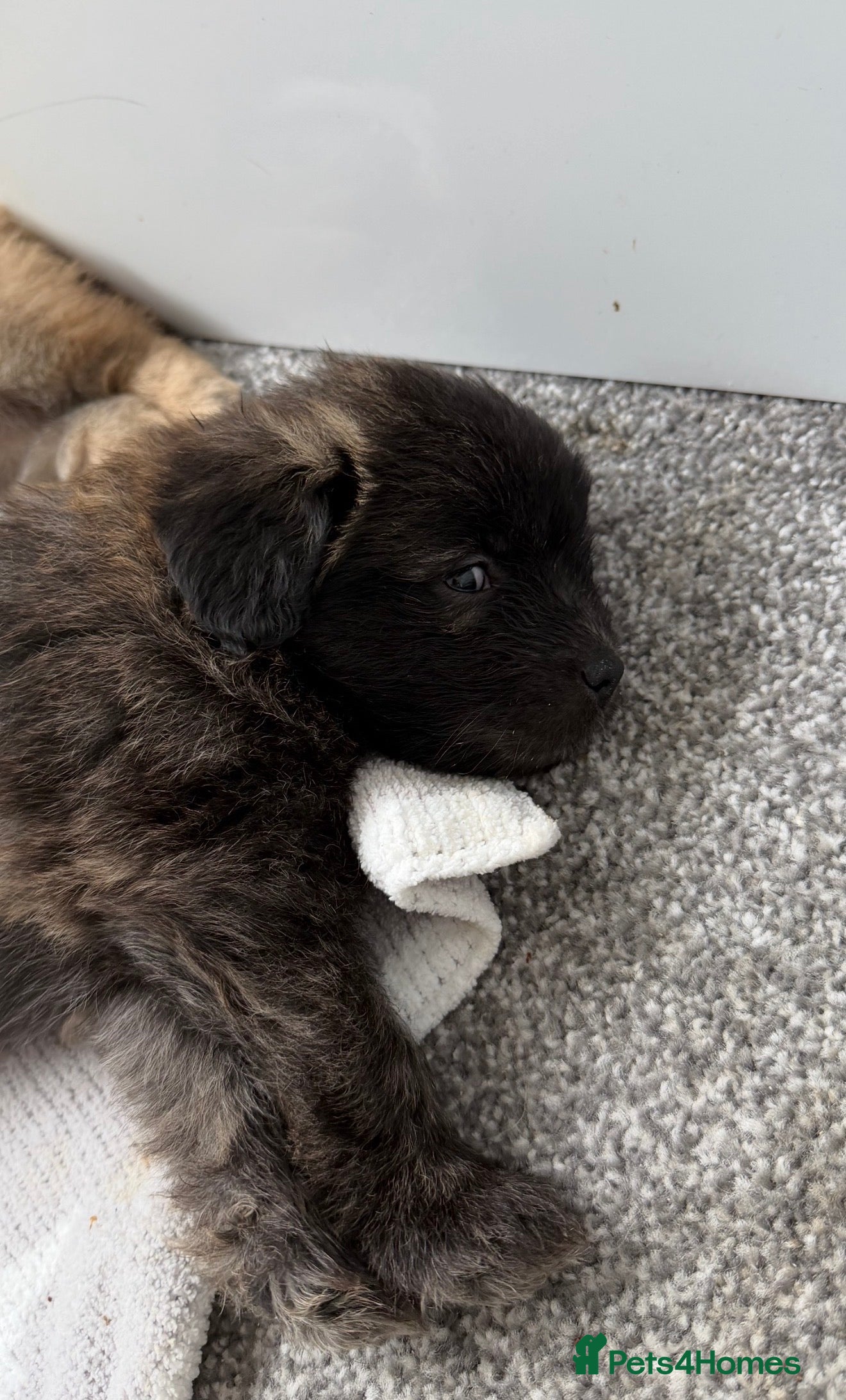 Mixed Breed dogs Bichon frise x Pomeranian pups  - Advert 8