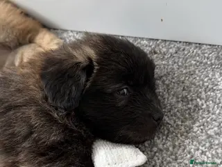 Mixed Breed dogs Bichon frise x Pomeranian pups - Advert 8