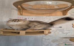 Scottish Fold cats for sale: 2 Purebred girls for rehoming - Image 8