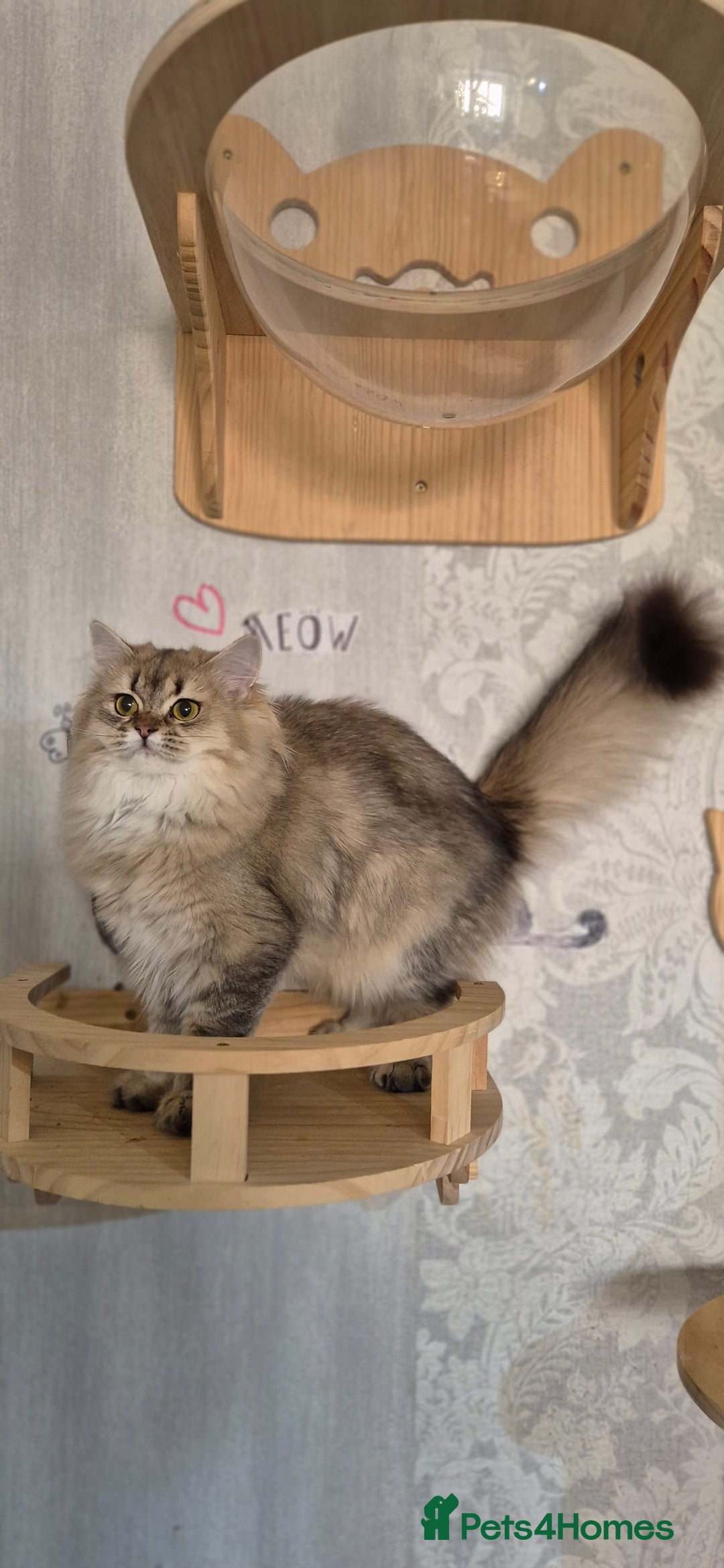 Scottish Fold cats for sale: 2 Purebred girls for rehoming - Image 8