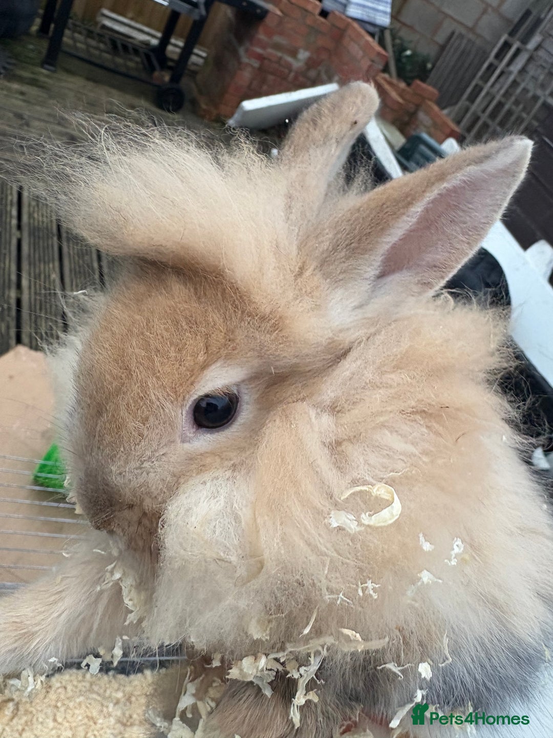 Mixed Breed rabbits for sale: Mixed breed rabbits ready now - Advert 2