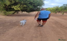 Mixed Breed dogs for adoption: KENYA: Loves Everyone and Everything! - Advert 6