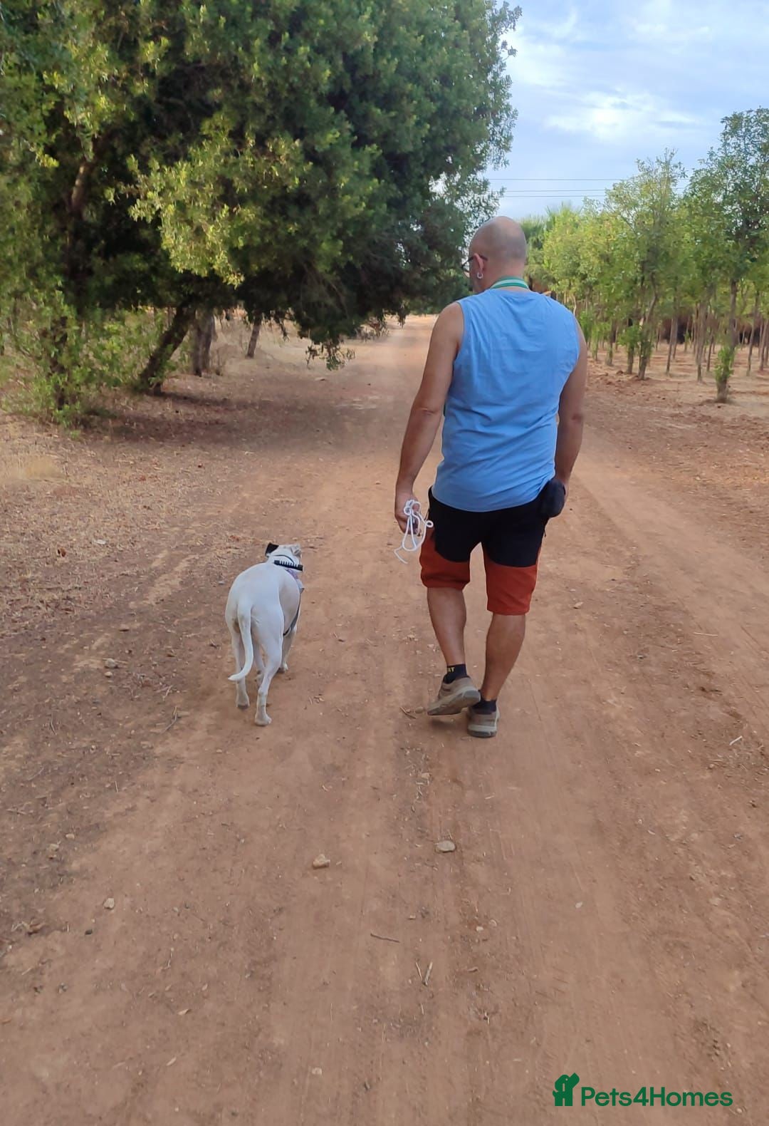 Mixed Breed dogs for adoption: KENYA: Loves Everyone and Everything! - Advert 6