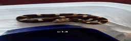 Corn Snake reptiles for sale: Cb 2025 cornsnake hatchlings  - Advert 8