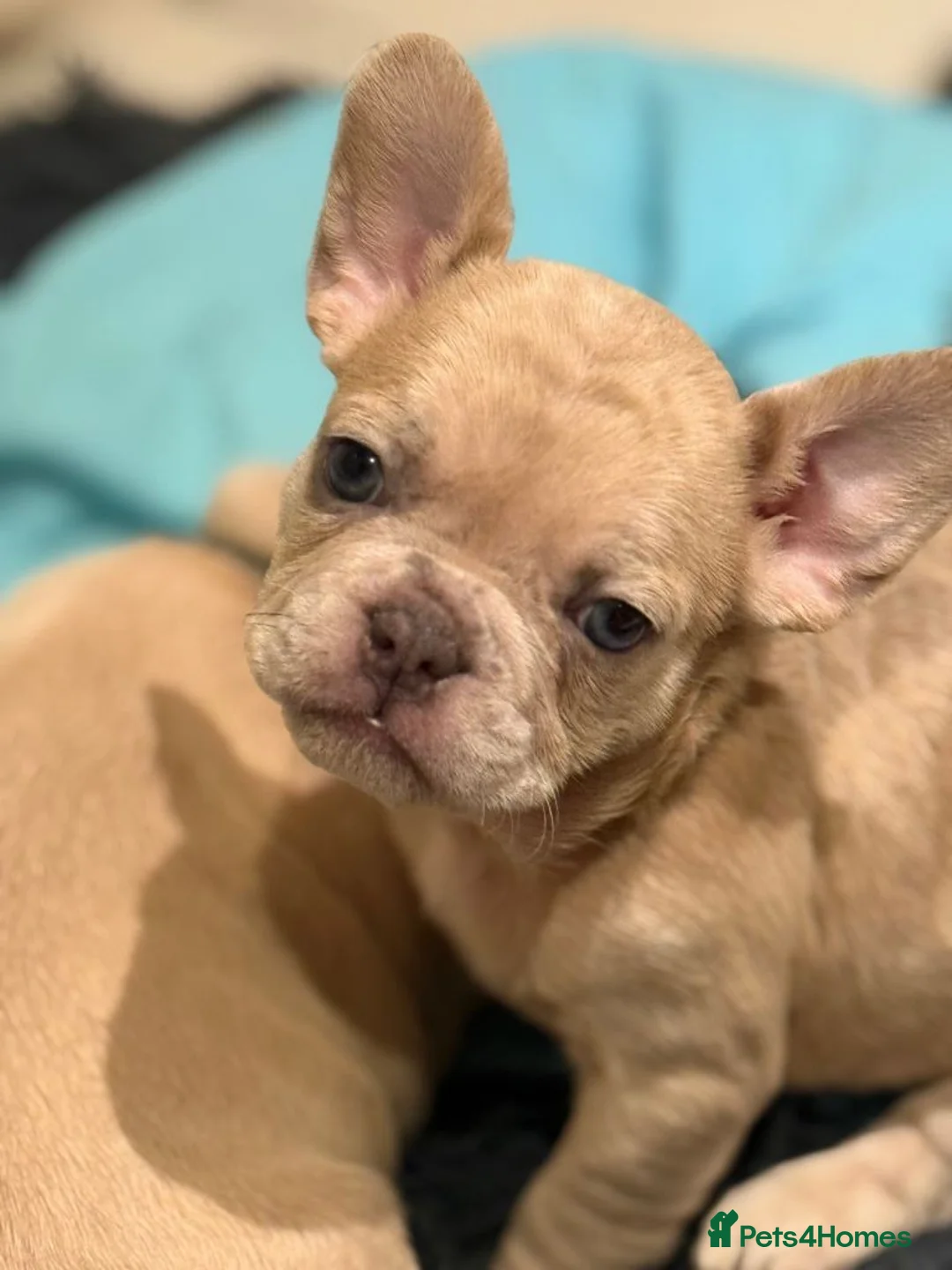 French Bulldog dogs for sale: Adorable French Bulldog Puppies - Advert 8