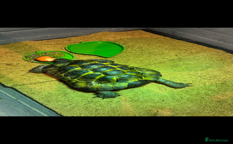 Tortoise reptiles - Advert 8