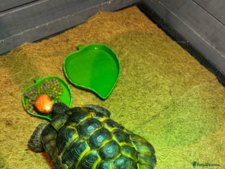 Tortoise reptiles - Advert 8