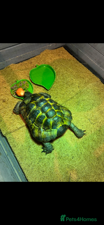 Tortoise reptiles - Advert 10