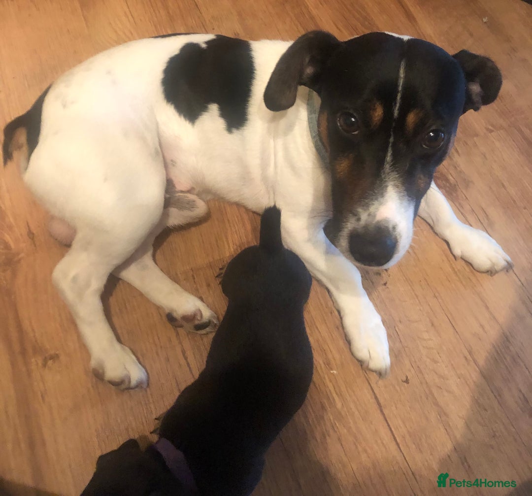 Jack Russell dogs for sale: Miniature natural bobtailed Jack Russells - Image 10
