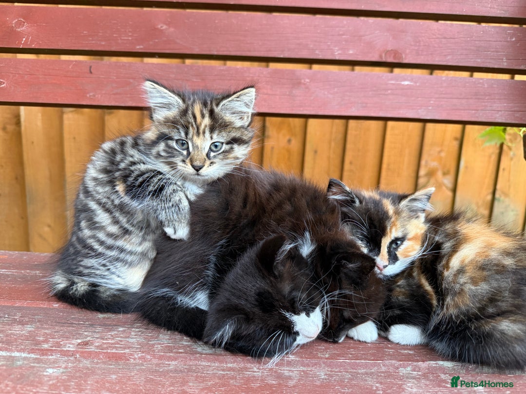 Mixed Breed cats for sale: 3 little kittens  - Image 3
