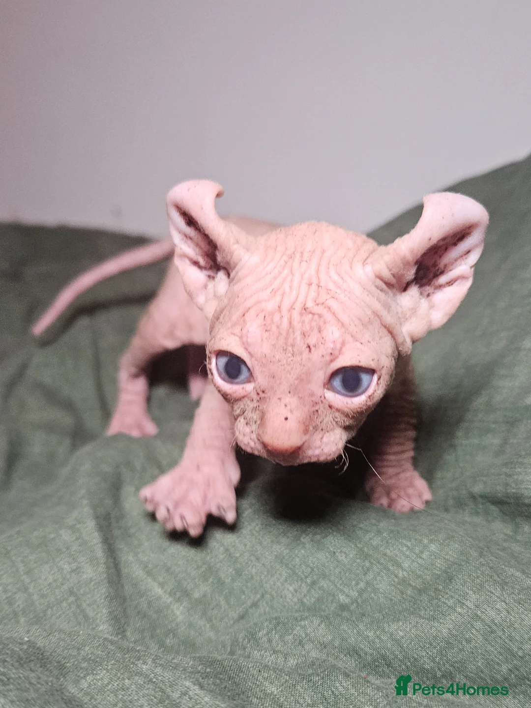Sphynx cats for sale: Purebred TICA Elf Kittens for Loving Homes - Advert 2