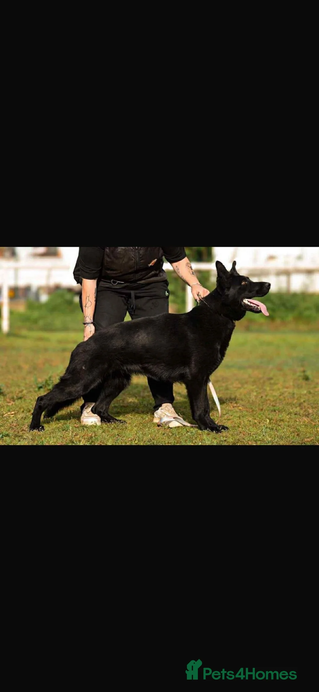 German Shepherd dogs for sale: Male Czech Working Line German Shepherd - Advert 1