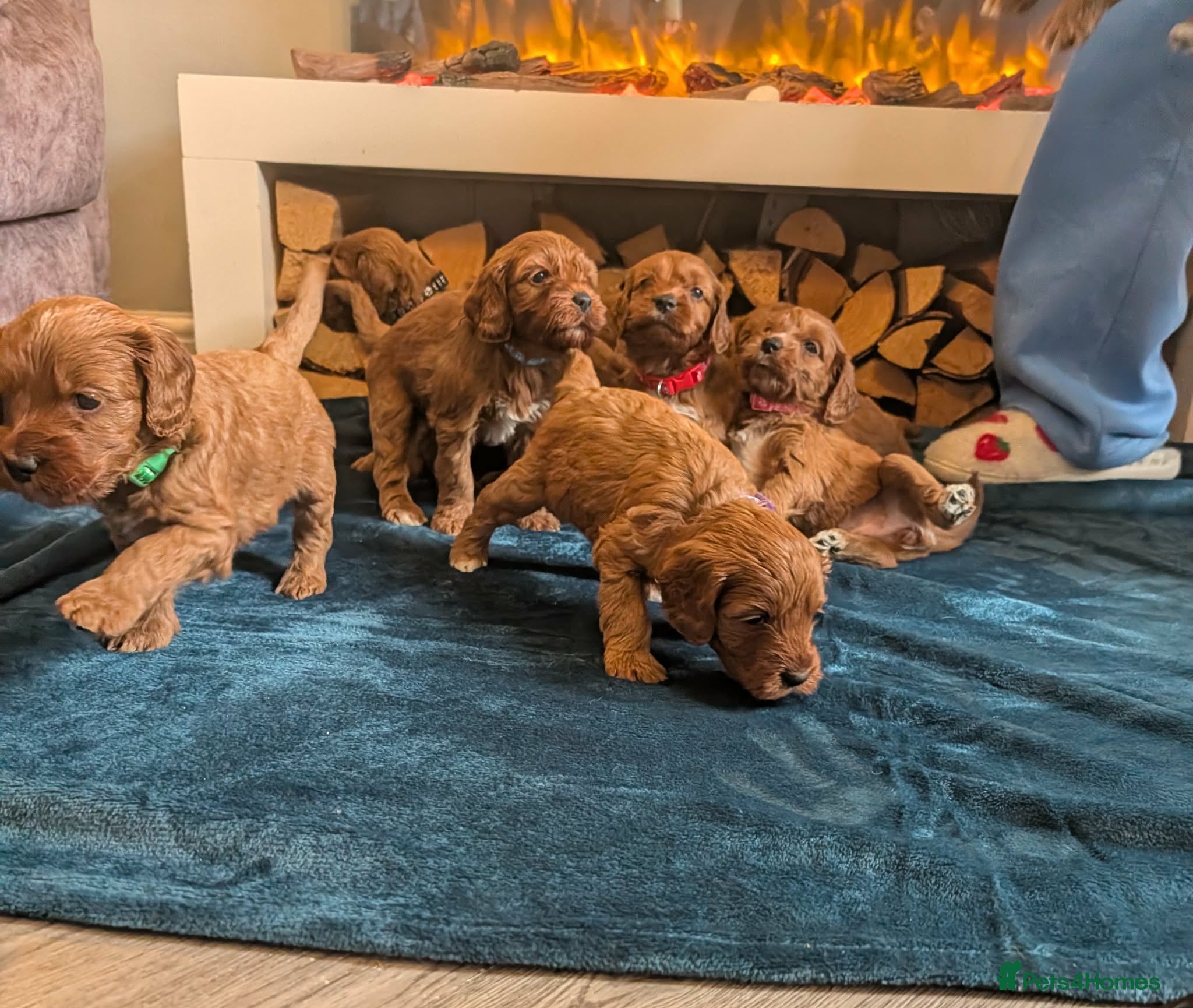 Irish Doodle dogs Beautiful F1 miniature Irish doodles  - Advert 1