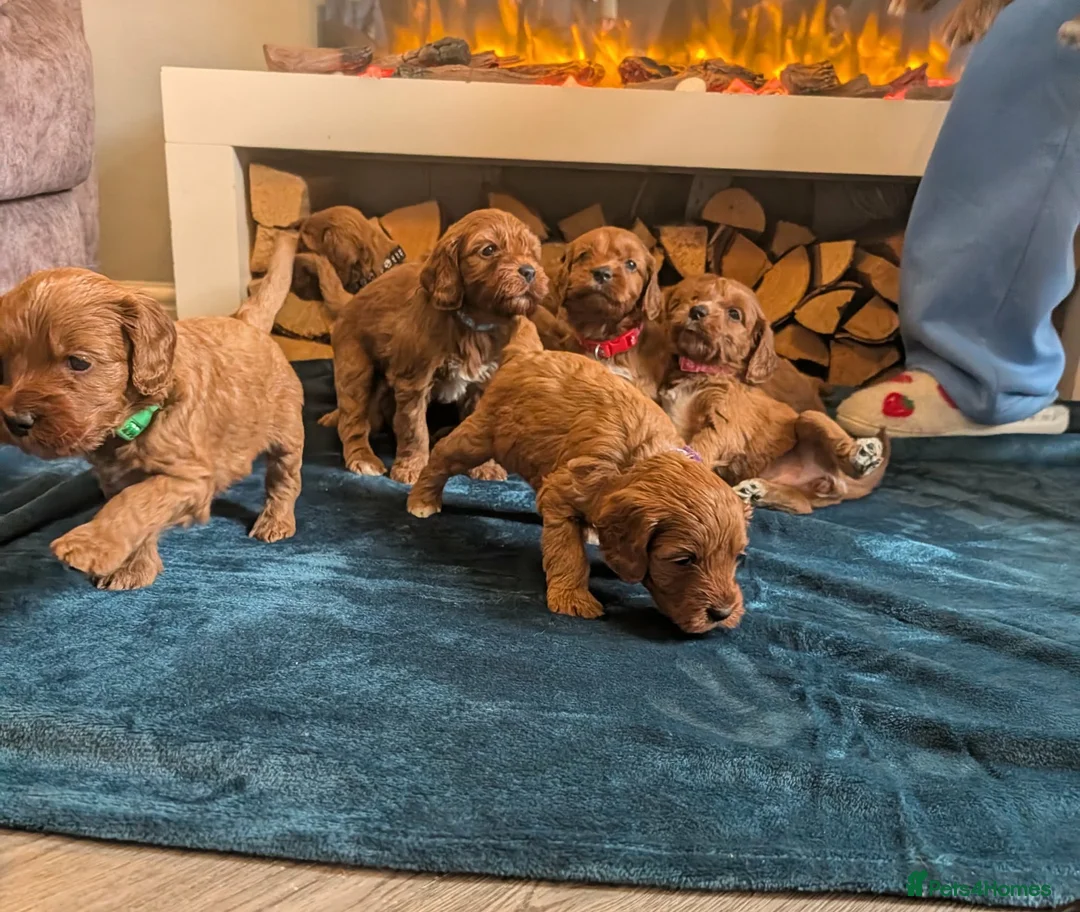 Irish Doodle dogs for sale: Beautiful F1 miniature Irish doodles  - Advert 1