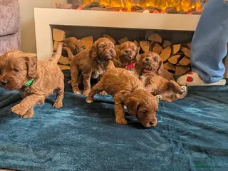 Irish Doodle dogs Beautiful F1 miniature Irish doodles - Advert 6