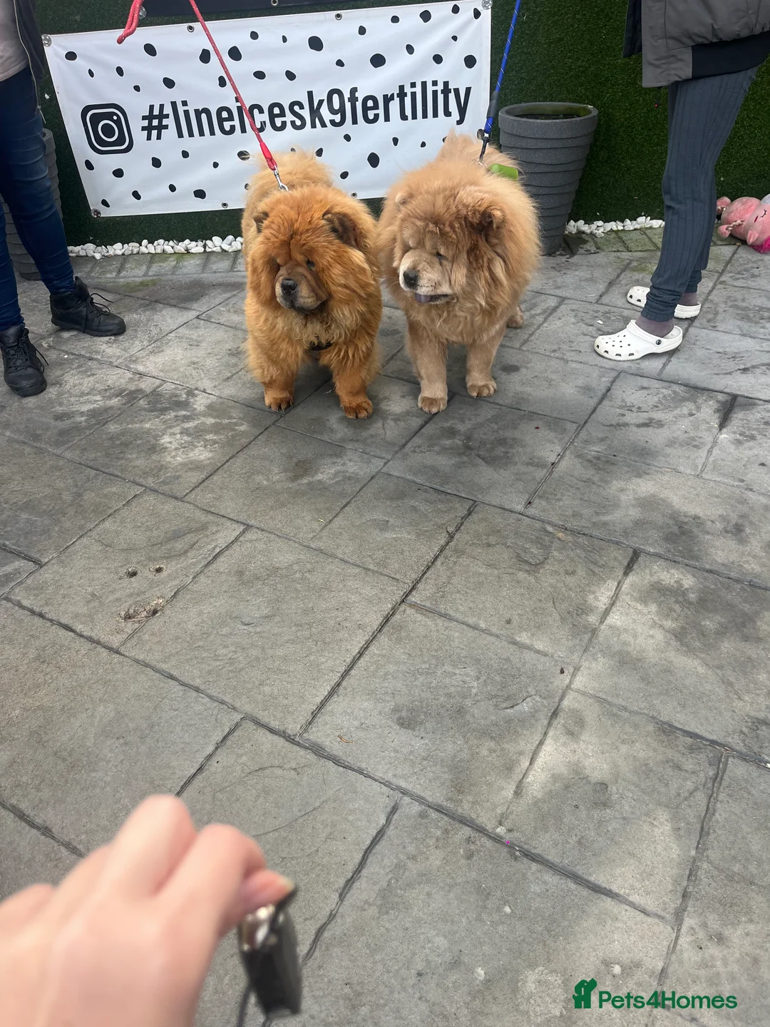 Chow Chow dogs for stud: Champion lines Cinnamon Chow Chow Stud 🦁 in Stockton-on-Tees - Advert 11