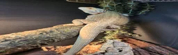 Bearded Dragon reptiles for sale: Beloved bearded dragon in Pershore - Advert 3