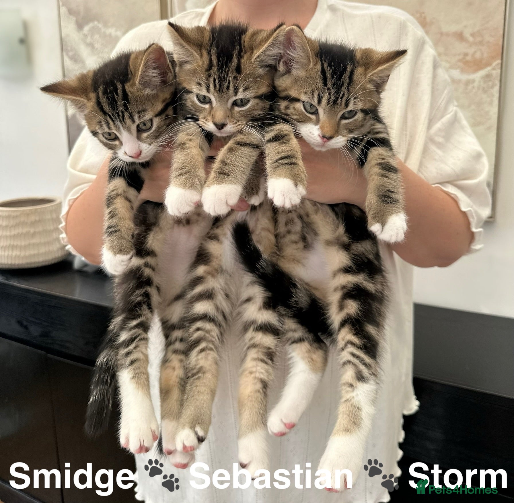 Mixed Breed cats Beautiful tabby kittens ready for forever homes - Advert 1