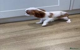 Cavalier King Charles Spaniel dogs for sale: Beautiful King Charles Cavalier puppies for sale  - Image 7