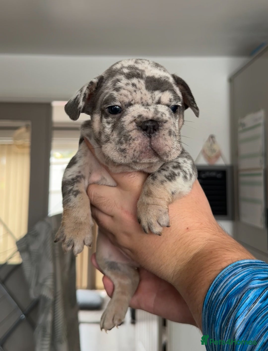 French Bulldog dogs for sale: 🤍 Merle / Lilac + Tan French bulldog puppies🤍 - Image 13