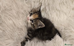 Maine Coon cats for sale: Beautiful Mainecoon princess - Image 8