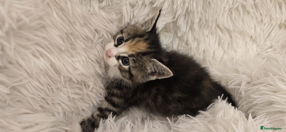 Maine Coon cats for sale: Beautiful Mainecoon princess - Image 8