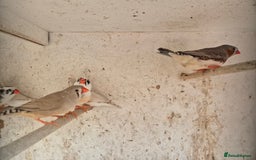 Finches birds for sale: ZEBRA FINCHES FOR SALE - Image 11