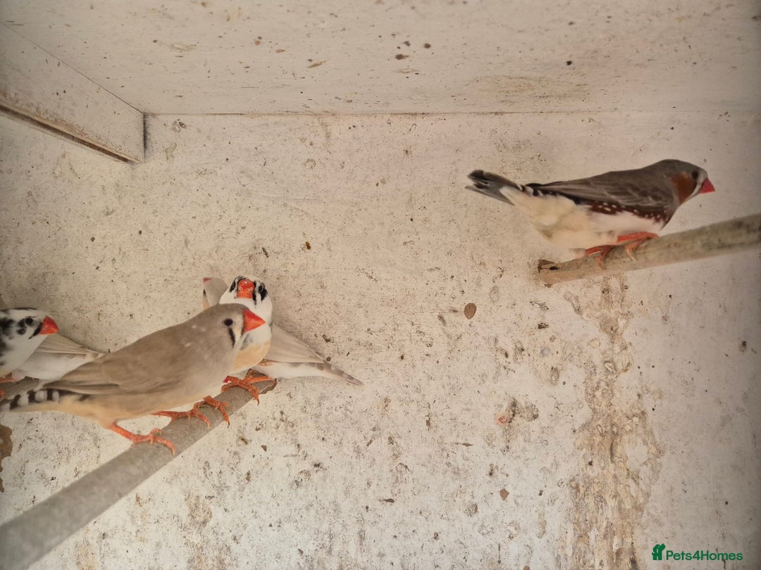 Finches birds for sale: ZEBRA FINCHES FOR SALE - Image 11
