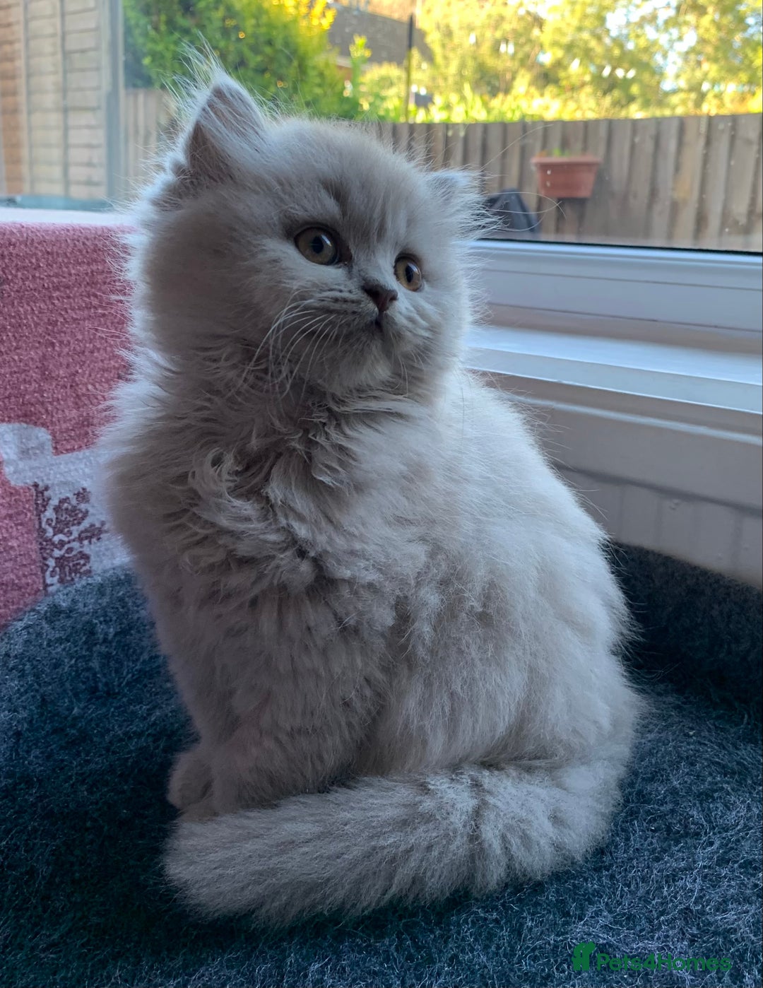 British Longhair cats for sale: BRIRISH long hair kittens - Image 9