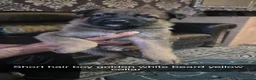 German Shepherd dogs for sale: GERMAN SHEPHERD PUPS  - Advert 22