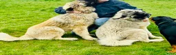 Caucasian Shepherd Dog dogs for sale: Stunning Caucasian Shepherd Ovcharka Puppies  in Lanark - Advert 2