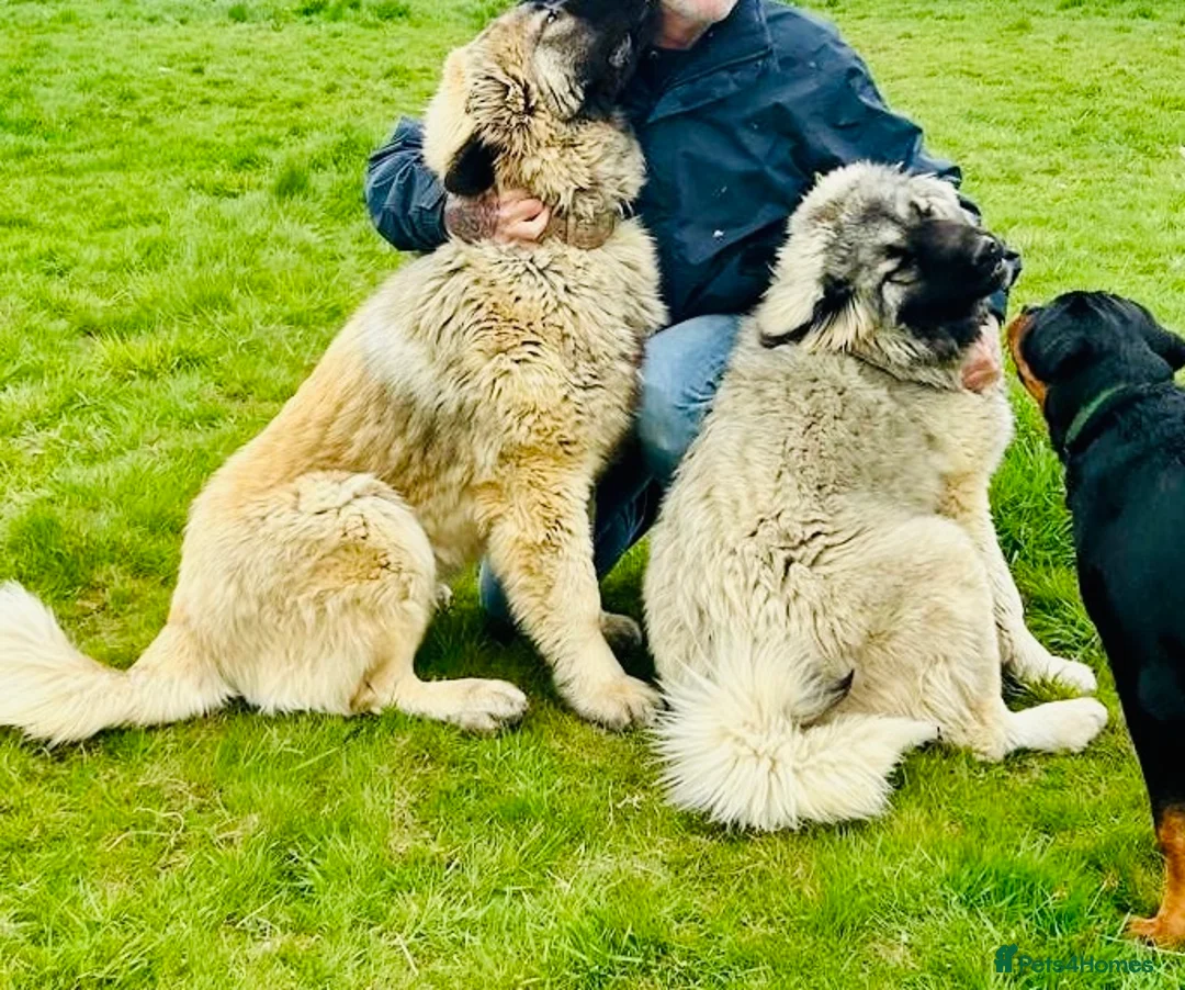 Caucasian Shepherd Dog dogs for sale: Stunning Caucasian Shepherd Ovcharka Puppies  in Lanark - Advert 2
