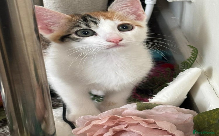 Mixed Breed cats - Advert 1